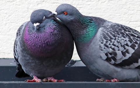 pigeon grooming