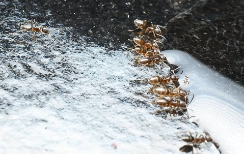 ant control