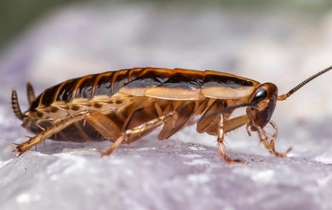 german cockroach