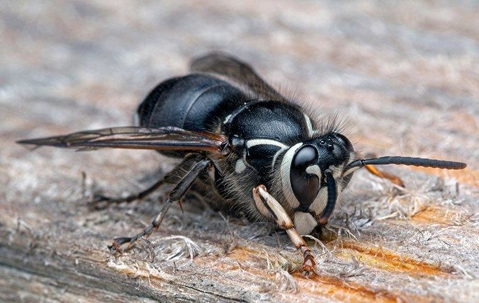 Baldfaced Hornet crawling on wood.