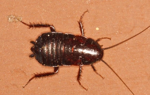 Oriental Cockroach in a kitchen.