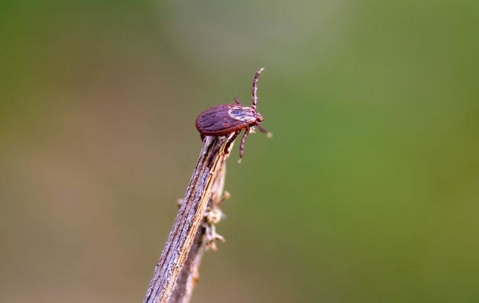 Dog Tick on a stem.
