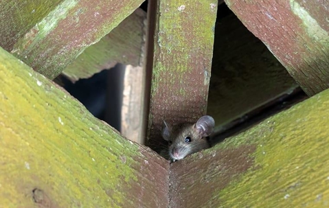 A roof rat in rafters