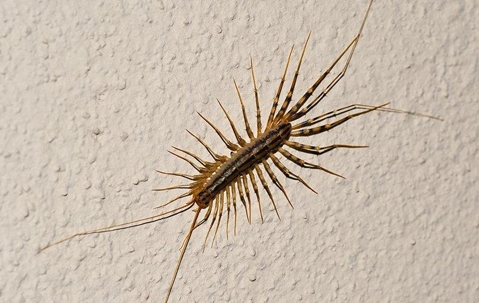 Centipede crawling on a wall.
