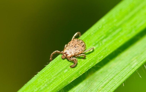 Pacific Coast Tick crawling on a green blade of grass.