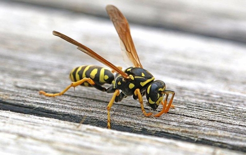 Paper Wasp on picnic table.
