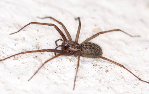 Brown house spider crawling on the floor.