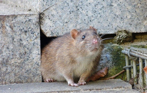 Rat emerging from the foundation of a home.