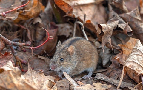House mouse outdoors on dried leaves.
