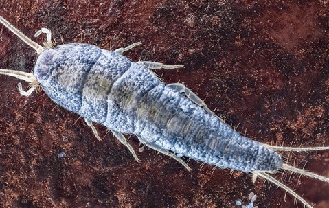 Silverfish crawling on a book.