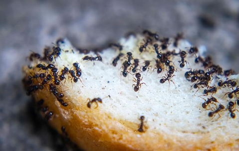 Ants on a piece of bread.