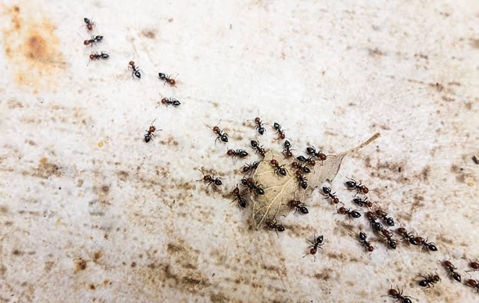 Trail of Pavement Ants carrying a dried leaf.