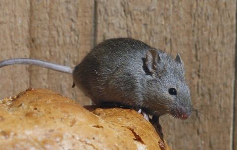 House mouse crawling on bread