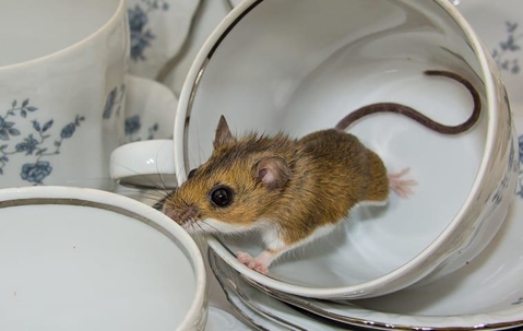 House mouse inside a tea cup.