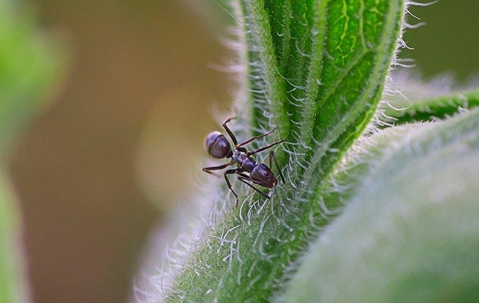 An odorous house ant crawling on a plant