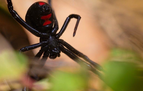 Black Widow Spider in its web.