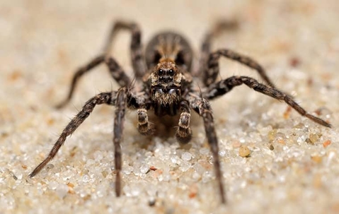 A wolf spider
