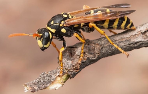 Wasp on branch