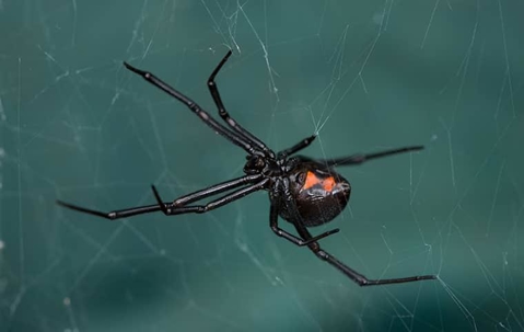 A black widow spider on its web