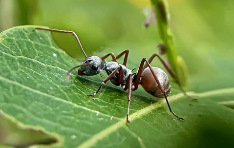 Ant crawling on a leaf.