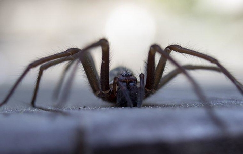 A wolf spider in a home
