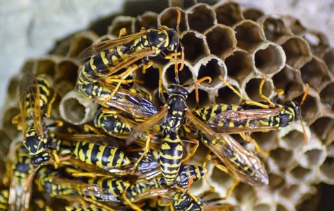 Wasps on their nests