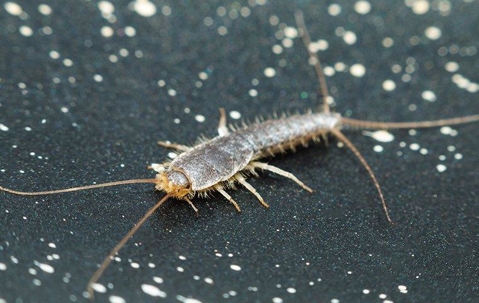 Silverfish crawling in a bathroom.