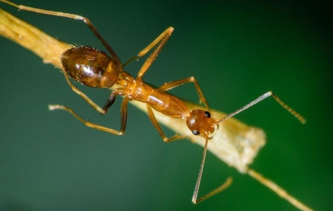 Pharaoh ant on stick