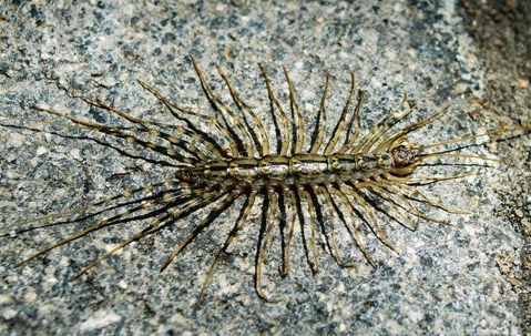 A centipede crawling in a basement