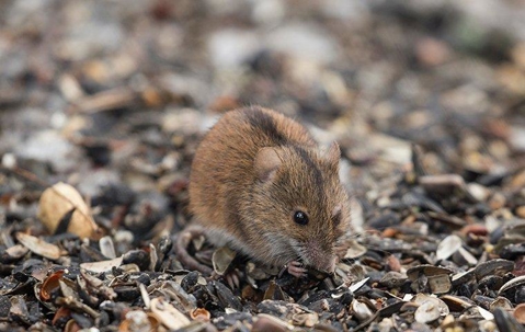 A mouse foraging