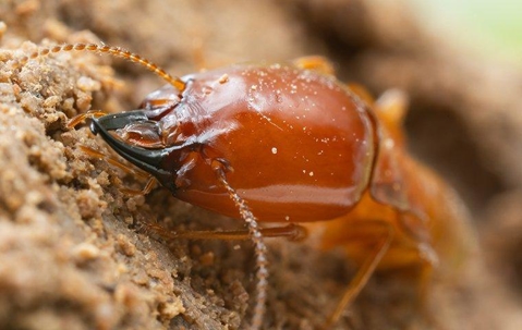 Termite chewing on wood.