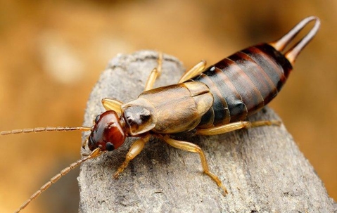 Earwig crawling on tree limb
