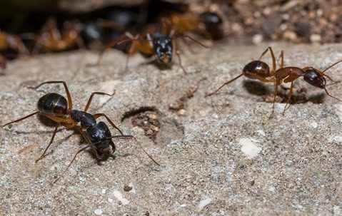 Carpenter ants crawling around