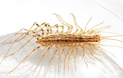 House Centipede crawling in a bathroom.