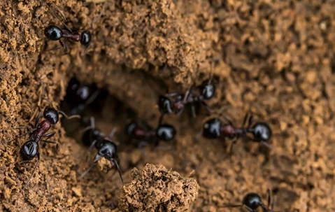 Ants coming out of mound