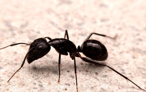Black ant crawling on the floor.
