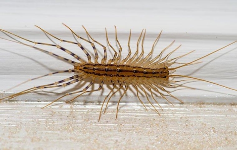 House centipede on a windowsill.