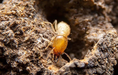 Termite crawling out of a wood tunnel.