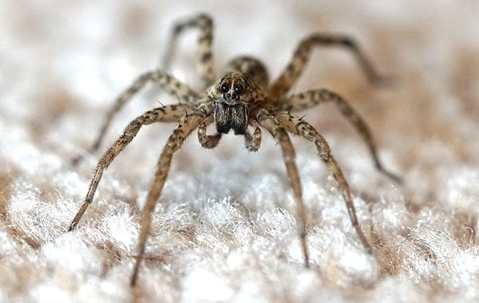 Close up of a wolf spider