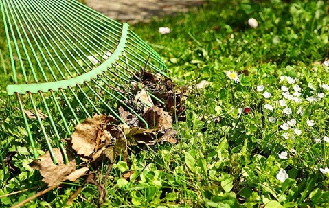 Raking dried leaves off a green yard.