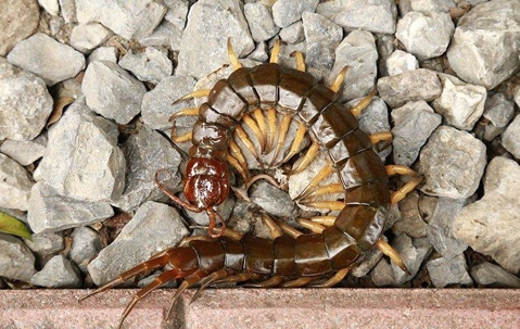 Centipede curled on rocks.