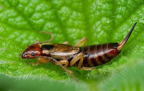 Earwig on a leaf.