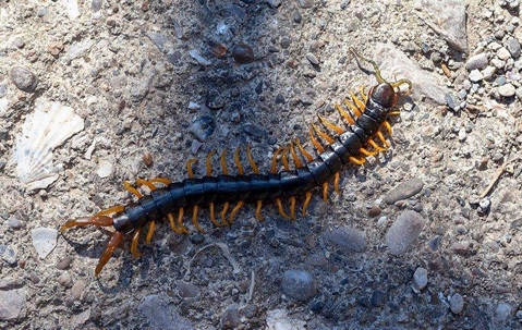 Centipede crawling on pavement.
