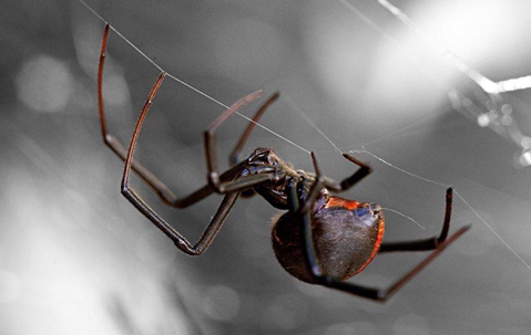 Black Widow Spider in its web at night.