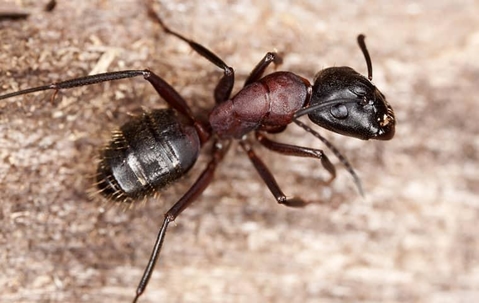 Carpenter Ant crawling on pavement.