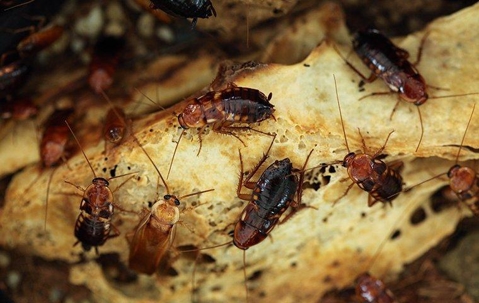 Turkestan Cockroach infestation.
