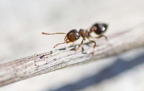 Ant crawling on a dried twig.