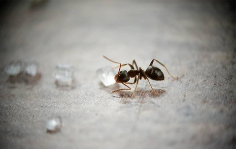 Ant eating sugar crystals.
