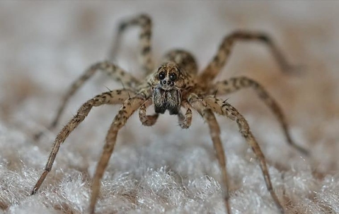 Spider on the carpet