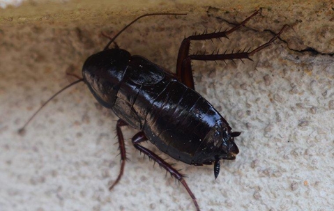 Oriental Cockroach crawling on the floor.